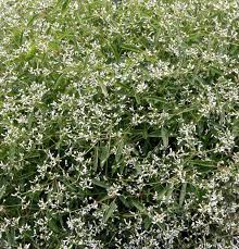 Image result for Euphorbia hypericifolia