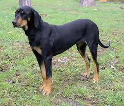 Image result for jurský honič