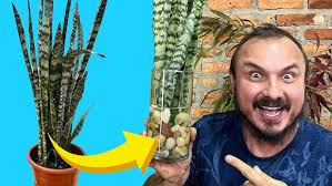 Uma ESPADA-DE-SÃO-JORGE diferente: tenha essa PLANTA DENTRO de CASA