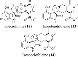 Image result for Mitragyna rubrostipulata