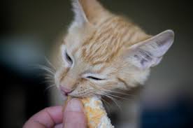 Stop stacking bags on the fridge. Kitten Treats Healthy Treats For Your Little Furball