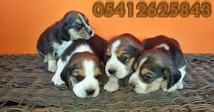 Beagle Yavru 05412625853 Beagle Yavru Kopek Kopek