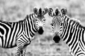 Zebra Wallpapers Hd Free Download Zebras Animal Wallpaper Zebra