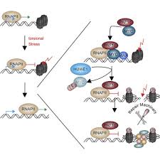 ¥ 1 jpy japanese yen rm 0.039 myr malaysian ringgit. Ubiquitylation Of Myc Couples Transcription Elongation With Double Strand Break Repair At Active Promoters Sciencedirect