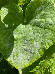 Image result for mildew on cucumbers