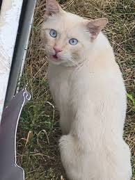 Is this golden-eyed cat someone's pet?