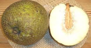 Produk olahan dari buah sukun yang. Sukun Diolah Menjadi Tepung Bagaimana Bisa Artikel Pertanian Terbaru Berita Pertanian Terbaru