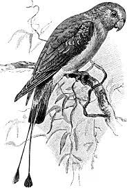 Black Bird With Two Long Tail Feathers Rachet Tailed Parakeet Rachet Parakeet Vintage Labels