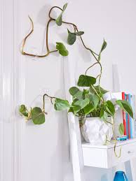 Diy Indoor Climbing Plants Tesa How To Design Climb Support Indoor Climbing Plants Indoor Vines Trellis Plants