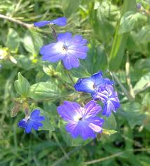 Image result for Browallia americana