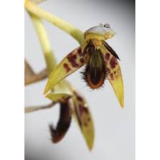 Image result for Bulbophyllum schinzianum