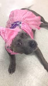 We are committed to provide you with co﻿mpetent, compassionate personalized veterinary care for your beloved companion. Peninsula Pet Clinic San Pedro Emergency And Urgent Care Veterinarian