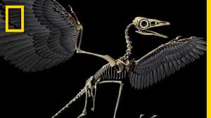 Yes this is true and also the most dinosaur related bird today is the chicken. Are Birds Modern Day Dinosaurs National Geographic Youtube