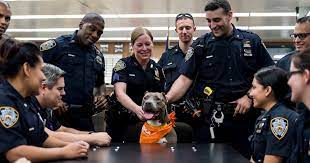 On Patrol: Adoptable Cruelty Victim Gets Special Outing With Nypd Officers  | Aspca