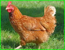 Maybe you would like to learn more about one of these? 11 Jenis Ayam Petelur Terbaik Yang Jadi Peliharaan Produktif Daftarhewan Com