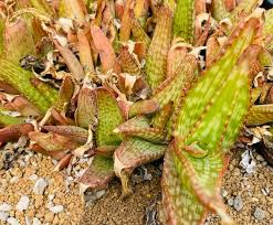 Image result for Aloe cameronii × greatheadii