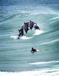 Pin By Chuck Padilla On Dolphins Dolphins Animals Beautiful Surfing