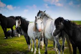 Ingyenes k&eacute;pek : r&eacute;t, &aacute;llat, csorda, legelő, csőd&ouml;r, s&ouml;r&eacute;ny, vad l&oacute;, vad  p&oacute;ni, p&oacute;nil&oacute;, kanca, csik&oacute;, l&oacute;, mint emlős, mustang horse 5760x3840 - -  87819 - Ingyenes k&eacute;pek - h&aacute;tt&eacute;rk&eacute;pek ingyen - PxHere