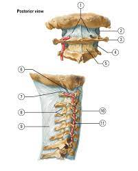 Netter Anatomy Anki Deck Ankiweb