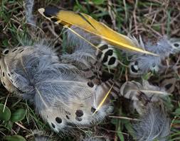 Maybe you would like to learn more about one of these? Northern Flicker Feathers Northern Flicker Flicker Birds