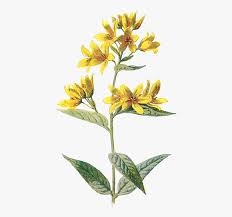 We did not find results for: Yellow Flowers Png Aesthetic Transparent Png Transparent Png Image Pngitem