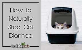 Diagnosis is based on the consistency and smell of your cat's stool and a cat's overall physical condition. 4 Helpful Remedies How To Naturally Stop Cat Diarrhea Holistapet