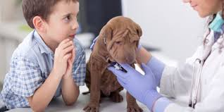 The website is easy to use and they are very reliable when it comes to dispatching and delivering the products i need on time. How To Get Help With Vet Bills Money Co Uk
