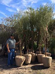 Check spelling or type a new query. Paloverde Desert Museum Trees247