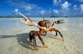 Crabs