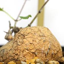 Image result for Ceropegia namuliensis