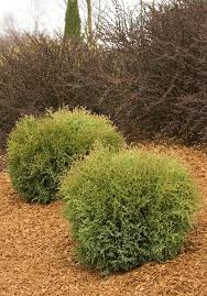 Image result for Hetaeria occidentalis