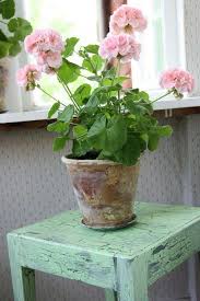'coccineus' creeping thyme nature hills offers t. How To Grow Geranium Indoors Year Round Indoor Flowers Potted Plants Outdoor Geraniums Indoors