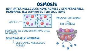 Learn more about this chemistry concept. Osmosis Osmosis