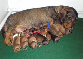 It's also free to list your available puppies and litters on our site. Born To Track Blog A New Litter Of Wirehaired Dachshunds Is Born In Iowa