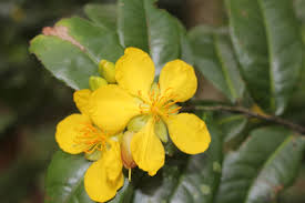 Image result for Ochna inermis