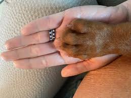 Is Dana Perino's new dog, Percy, the same breed as Jasper and Henry?