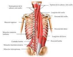 Maybe you would like to learn more about one of these? Los Musculos De La Espalda Anatomia Funcion Imagenes