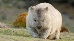 Image result for Common wombat