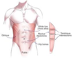 See more ideas about muscle diagram, medical anatomy, human anatomy and physiology. Muscles Of The Human Body Art Rocket
