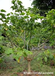 Image result for Jatropha curcas
