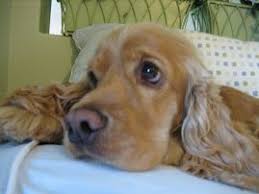 2 Senasa Webmail Echa Un Vistazo A Dogs Y Mucho Mas Cocker Spaniel Dog American Cocker Spaniel Cocker Spaniel Grooming