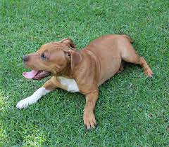 Lab Terrier Mix What To Expect From This Diverse Cross