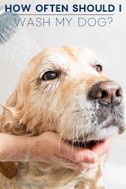 How Often Should I Wash My Dog In 2020 Dogs Dog Care Tips Natural Dog Shampoo