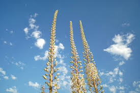 Image result for Drimia calcarata