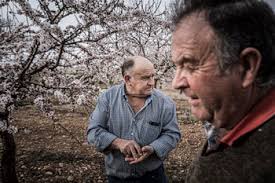 Valverde de Ágreda luce sus almendros en flor
