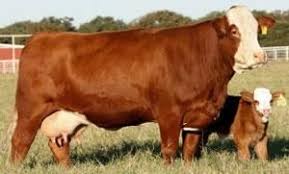 16 Common Cattle Breeds Hayvan Hayvanlar Ciftlik Hayvanlari