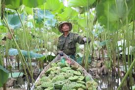 Hà nam (listen) is a province of northern vietnam, in the red river delta. Lotus Seeds Harvest Season In Ha Nam Province Vietnam Times