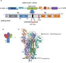 Sheikh sultan bin mohammed al qasimi, supreme council member and ruler of sharjah, affirmed that development work is continuing in all cities of sharjah, adding that development projects follow careful and extensive study for these projects to match the nature of each city. Frontiers Covid 19 Molecular And Cellular Response Cellular And Infection Microbiology