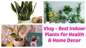 Bouquets, baskets, gifts, gourmet food Best Indoor Plants In India For Home Decoration Best Plants In Bedroom For Better Sleep Youtube