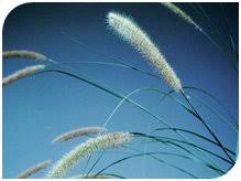 Image result for Cenchrus macrourus